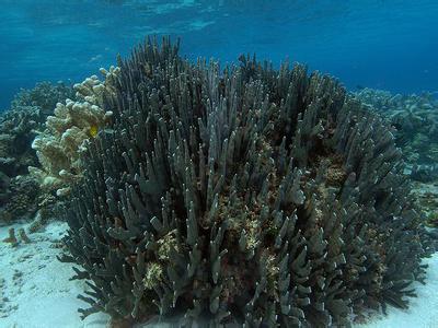 苍珊瑚 苍珊瑚-外形特征，苍珊瑚-栖息环境