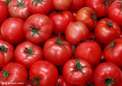 番茄 番茄-简介，番茄-历史