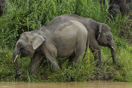 婆罗洲象 婆罗洲象-概述，婆罗洲象-发现历史