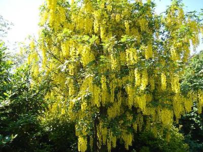 金链树 金链树-概述，金链树-金链树的繁殖