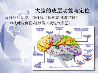 大脑皮层功能定位说 大脑皮层功能定位说-大脑皮层功能定位说，大