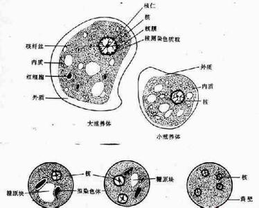 阿米巴组织的四种形态 阿米巴菌 阿米巴菌-形态，阿米巴菌-生活史