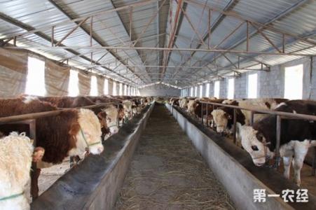 奶牛场简介 养牛 养牛-简介，养牛-牛场建设