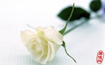 白玫瑰花语是什么 白玫瑰代表什么,白玫瑰的花语有哪些