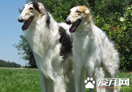 苏俄猎狼犬 苏俄猎狼犬-标准，苏俄猎狼犬-外观结构