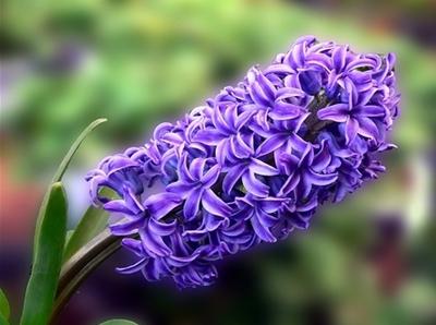 紫色风信子花语 风信子的花语是什么,白色紫色蓝色风信子花语