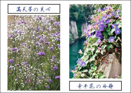 花语大全 花语大全鉴赏 花语大全记录