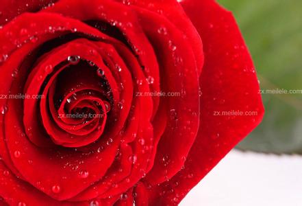 红玫瑰花语是什么 红玫瑰的花语是什么,红玫瑰寓意