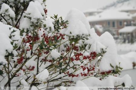 温暖2008诗朗诵视频 大雪无情人有情