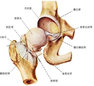 髋关节滑膜炎 髋关节滑膜炎-定义，髋关节滑膜炎-病因病理