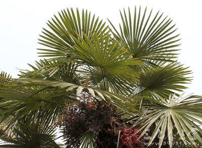 简述 概述 棕榈子 棕榈子-概述，棕榈子-药品简述