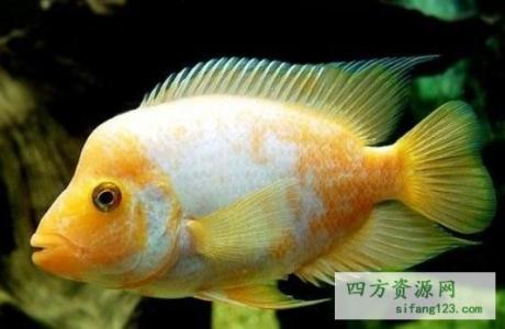 火鹤鱼 火鹤鱼 火鹤鱼-简介，火鹤鱼-种类