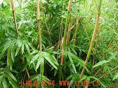 草本植物形态特征 小琴丝竹 小琴丝竹-植物资料，小琴丝竹-形态特征