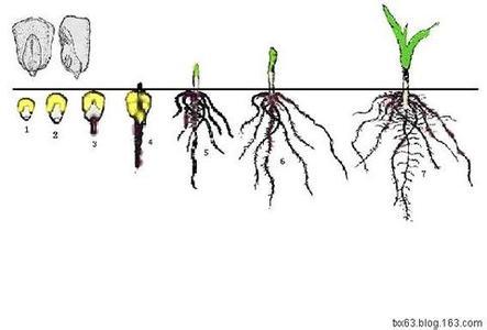 种子萌发阶段时间 种子萌发 种子萌发-发育阶段，种子萌发-自身条件