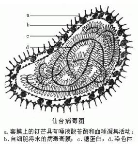 金丝熊仙台病毒怎么办 仙台病毒