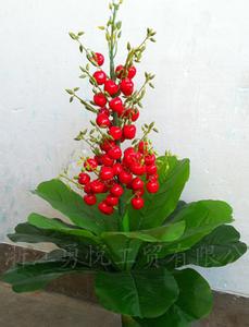 满堂红 满堂红-植物简介，满堂红-参考
