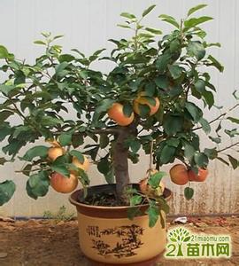果树盆栽实用技术 盆栽果树，金秋季节硕硕果实