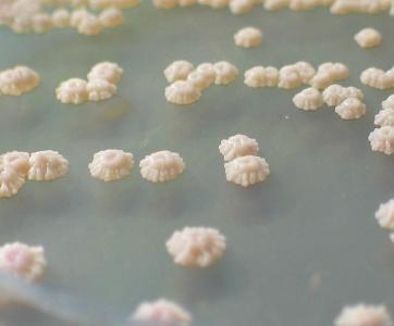 产朊假丝酵母的培养基 白假丝酵母菌 白假丝酵母菌-概述，白假丝酵母菌-培养