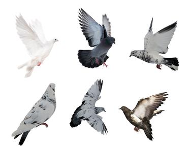 鸽子 飞鸟类  鸽子 飞鸟类 -基本信息，鸽子 飞鸟类 -形态特征