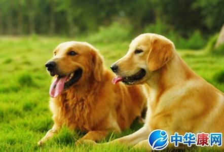 金毛犬怎么喂养方法 金毛犬怎么养?