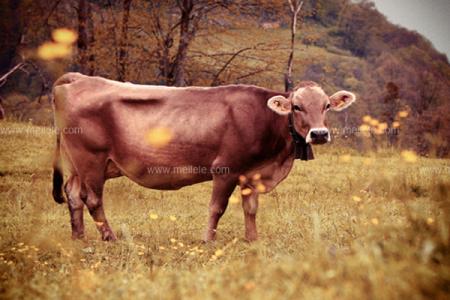 属牛的命运 属牛的今年多大，属牛人的命运怎么样