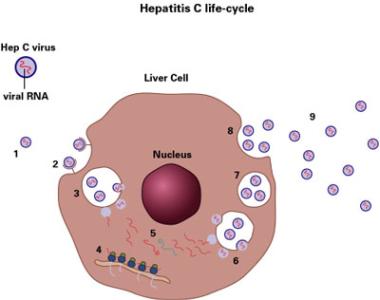 丙型肝炎病毒感染 丙型肝炎病毒 丙型肝炎病毒-生物学特性，丙型肝炎病毒-HCV感染的