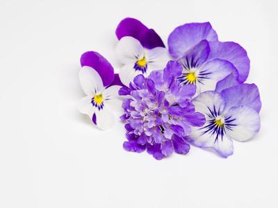 紫色花朵图片 花朵图片,紫色花朵图片大全