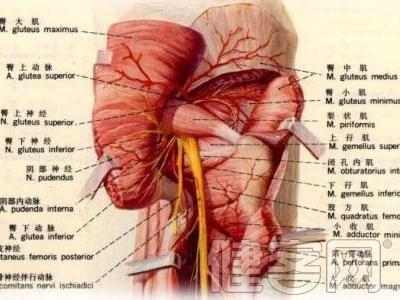 坐骨神经疼 坐骨神经疼-定义，坐骨神经疼-病因