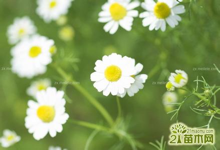 野菊花的特点 野菊花图片大全欣赏 白色野菊花的特点有哪些