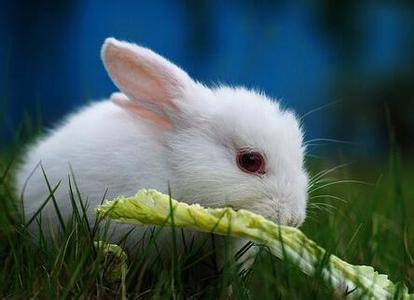 属兔出生年月日时命运 属兔人出生月的命运 属兔的几月出生最好