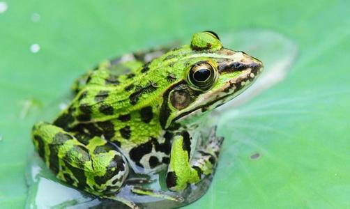 黑斑蛙 黑斑蛙-外形特征，黑斑蛙-生活习性