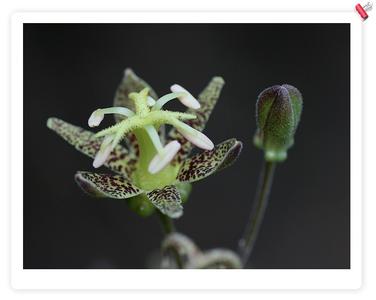 疏花变豆菜 疏花变豆菜-来源，疏花变豆菜-形态特征