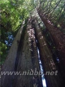 红杉树智能英语简介 红杉 红杉-简介，红杉-形态特征