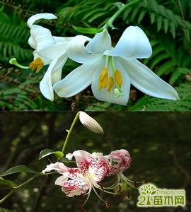 百合花种类及图片大全 百合花家谱 百合花的种类大全