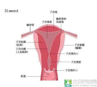 子宫内膜 子宫内膜-概述，子宫内膜-形态