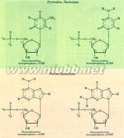 脱氧核苷酸 脱氧核苷酸-概述，脱氧核苷酸-基本结构