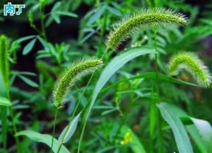 狗尾巴草花语是什么 狗尾巴草花语,狗尾巴草象征什么