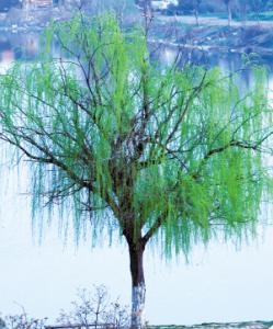 天街小雨润如酥全诗 “天街小雨润如酥，草色遥看近却无。”全诗赏析