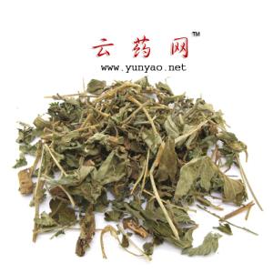 中草药仙鹤草 中药仙鹤草详细介绍