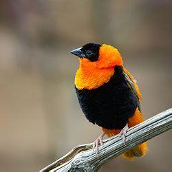 红寡妇鸟 红寡妇鸟-特征，红寡妇鸟-分布及栖息地