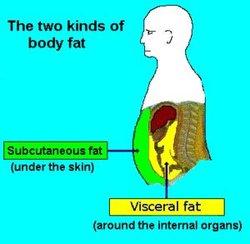 内脏脂肪含量 内脏 内脏-分类，内脏-所含脂肪