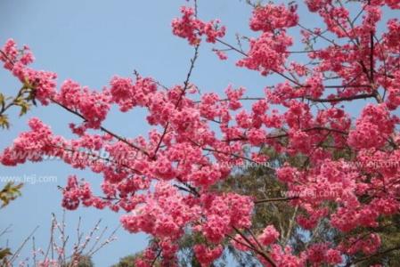 武汉樱花开花时间 武汉樱花什么时候开花? 武汉大学赏花时间