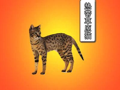 热带草原气候特征 热带草原猫 热带草原猫-品种学史，热带草原猫-形态特征