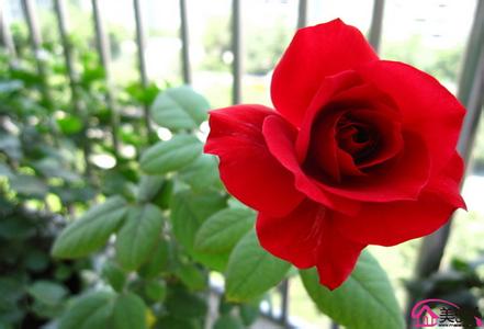 12朵玫瑰花的花语是 2014玫瑰花朵数花语大全