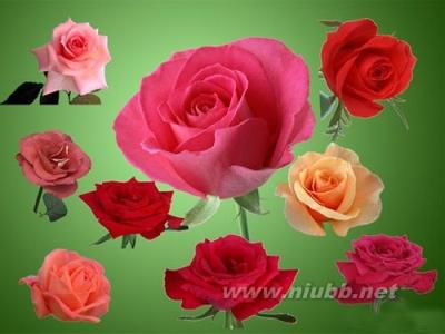 红玫瑰花语大全 红玫瑰花花语是什么 红玫瑰花花语大全