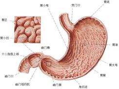 萎缩性胃炎 萎缩性胃炎-病因病理，萎缩性胃炎-发病原因