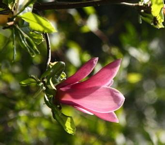玉兰花的花语是什么 玉兰花的花语是什么,玉兰花的功效与作用