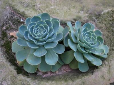 石莲花 石莲花-简介，石莲花-名称来历