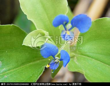 蓝色的花 蓝色的花-电影名 蓝色的花，蓝色的花-雨久花科