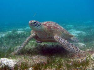 海龟 海龟-外形特性，海龟-主要种类